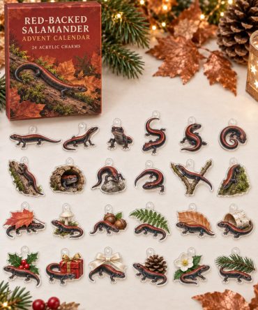Red-Backed Salamander Advent Calendar - 24 Acrylic Charm Surprises, Holiday Countdown Gift For Salamander Fans & Collectors