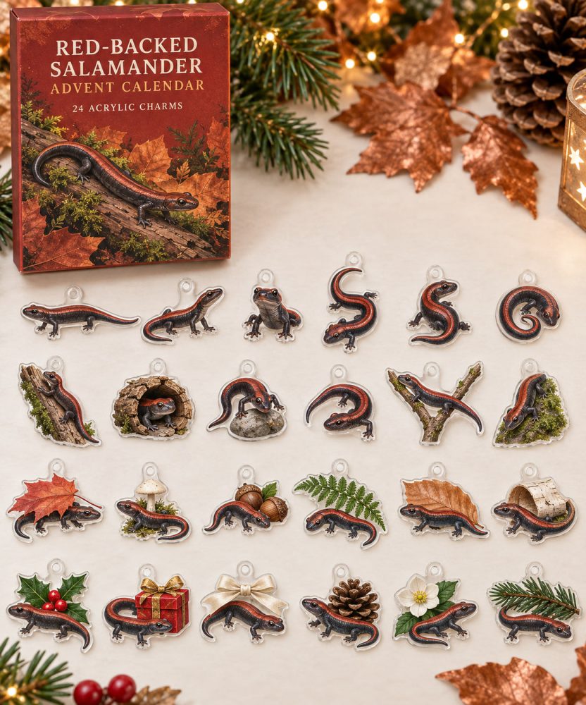 Red-Backed Salamander Advent Calendar - 24 Acrylic Charm Surprises, Holiday Countdown Gift For Salamander Fans & Collectors