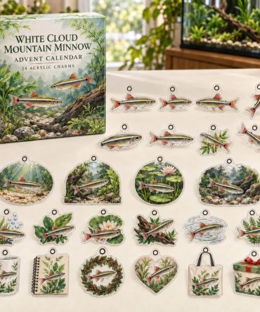 White Cloud Mountain Minnow Countdown — 24 Delicate Acrylic Charms For Aquarists , Cute Holiday Gift & Collectible Set